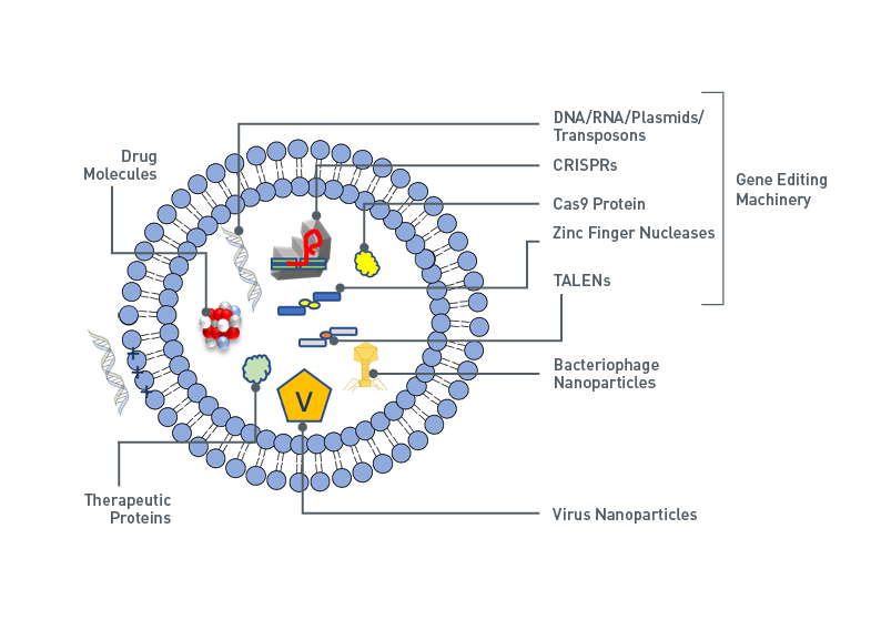 Digram showing examples of nanoparticles that could be encapsulated